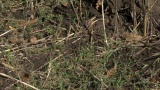 Video of Common Vole